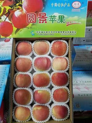 金秋采摘正當時，井陘小作“圓景”紅富士邀您共品豐收樂